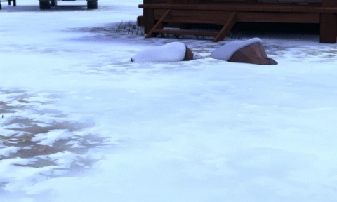 RWBY：冰雪的弓矢